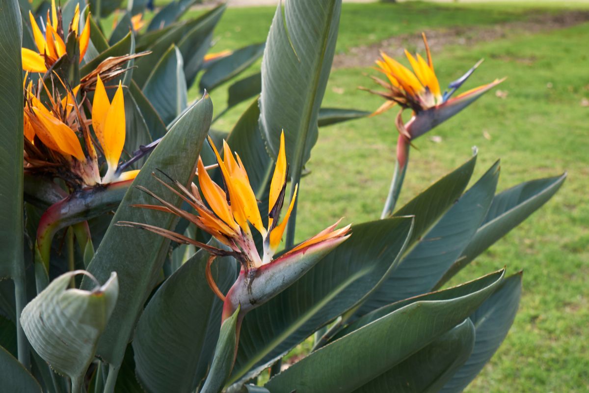Strelitzia reginae.jpg